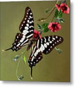 Zebra Swallowtail Butterfly Metal Print