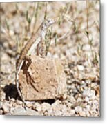Zebra-tailed Lizard - Saguaro National Park Metal Print