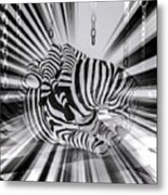Zebra Time Metal Print