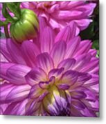 Zinna Pink 2 Metal Print