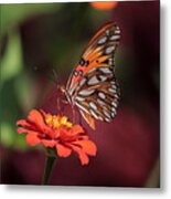 Zinnia With Butterfly 2668 Metal Print