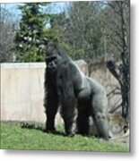 Zoo 104 Metal Print