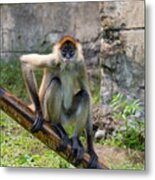 Zoo Monkey Metal Print