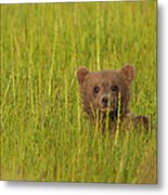 A Brown Bear Cub In The Long Grass In #1 Metal Print