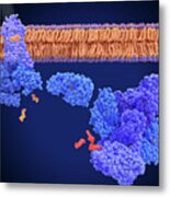 Activation Of Rhodopsin By Light #1 Metal Print