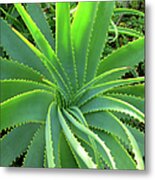 Aloe Vera - Healing Plant #1 Metal Print