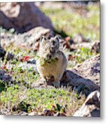 American Pika With A Mouthful #1 Metal Print
