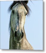Andalusian Horse Portrait #1 Metal Print