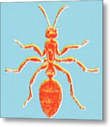 Ant #1 Metal Print