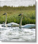 Arctic Tundra Swans And Cygnets #1 Metal Print
