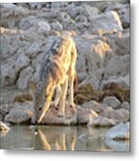At The Water Hole ... Metal Print