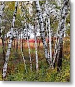 Autumn Birch Grove #1 Metal Print