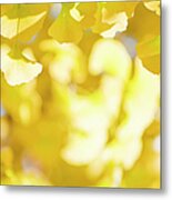 Autumn Ginkgo Leaves #1 Metal Print