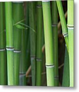 Bamboo Forest #1 Metal Print