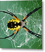 Black-and-yellow Argiope Spider #1 Metal Print