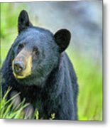Black Bear In Jasper National Park #1 Metal Print