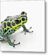 Black Spotted Green Poison Dart Frog #1 Metal Print