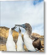 Blue-footed Booby With Begging Chicks #1 Metal Print