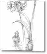 Botanical Sketch Iv #1 Metal Print