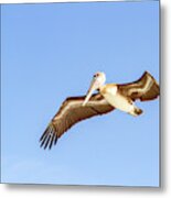 Brown Pelican #1 Metal Print