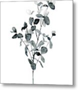 Brume Botanical Iv #1 Metal Print