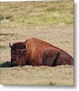 Buffalo At Custer State Park  #1 Metal Print