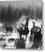 Bull Elk And Harem #1 Metal Print