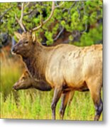 Bull Elk In Yellowstone National Park #1 Metal Print