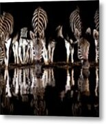 Burchell's Zebra Drinking At Night #1 Metal Print