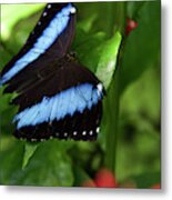 Butterfly - Banded Morpho #2 Metal Print