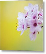 Cerry Blossom #1 Metal Print