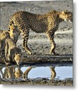 Cheetahs #1 Metal Print