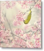 Cherry-blossom Color #1 Metal Print