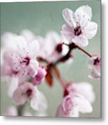 Cherry Blossoms #1 Metal Print