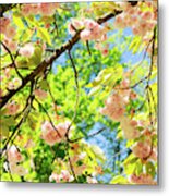 Cherry Tree Blossom #2 Metal Print