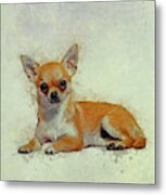 Chihuahua Art #1 Metal Print