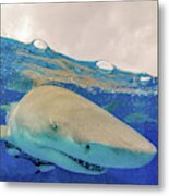 Close-up Of A Lemon Shark, Tiger Beach #1 Metal Print