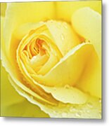 Close-up Of A Yellow Rose  Rosa Sp #1 Metal Print