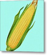 Cob Of Corn #1 Metal Poster
