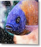 Colored Pencil Red Fin Borleyi Cichlid #1 Metal Print