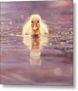 Cute Overload Series - Yellow Duckling Ii Metal Print