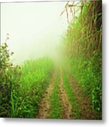 Dirt Road Leading Through Foggy Forest #1 Metal Print