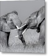 Elephant Fight #1 Metal Print