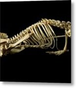 European Mole Skeleton #1 Metal Print