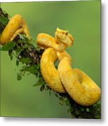 Eyelash Viper #1 Metal Print