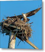 Feathering The Nest Metal Print