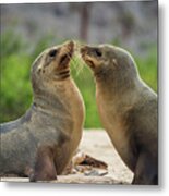 Galapagos Sea Lion Pair Greeting #1 Metal Print