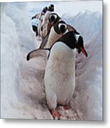 Gentoo Penguins Using A Well Worn #1 Metal Print