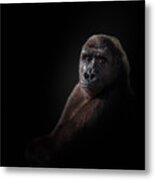 Gorilla #1 Metal Print