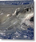 Great White Shark  #1 Metal Print